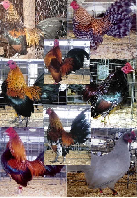 Cackle’s Show Class Old English Bantam S/R Assortment