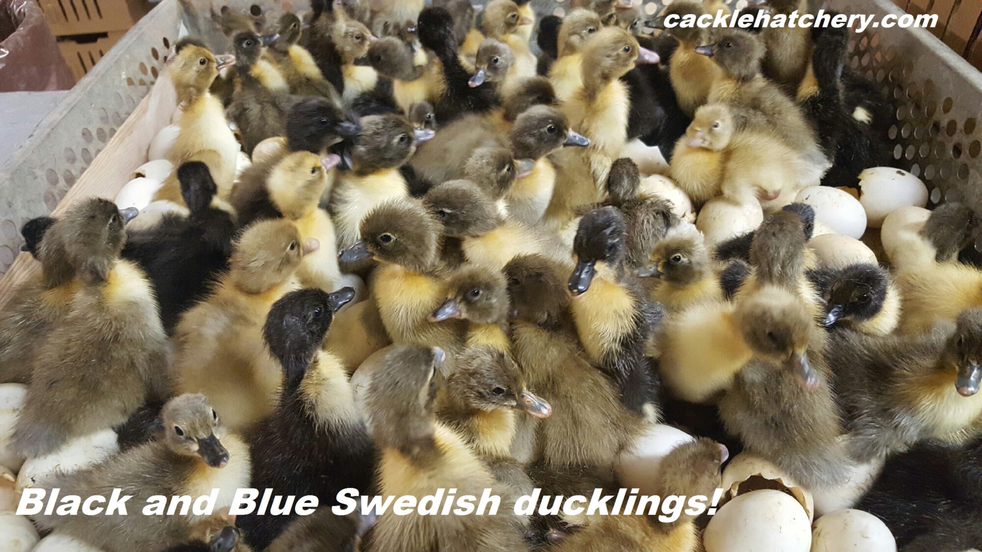 Black Swedish Ducks