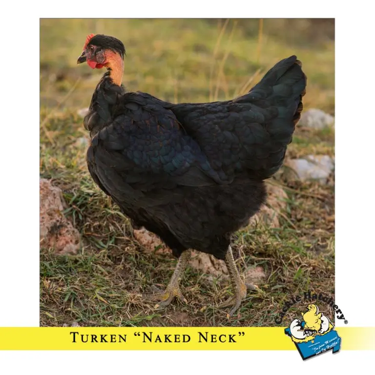 Turken “Naked Neck” Chicken