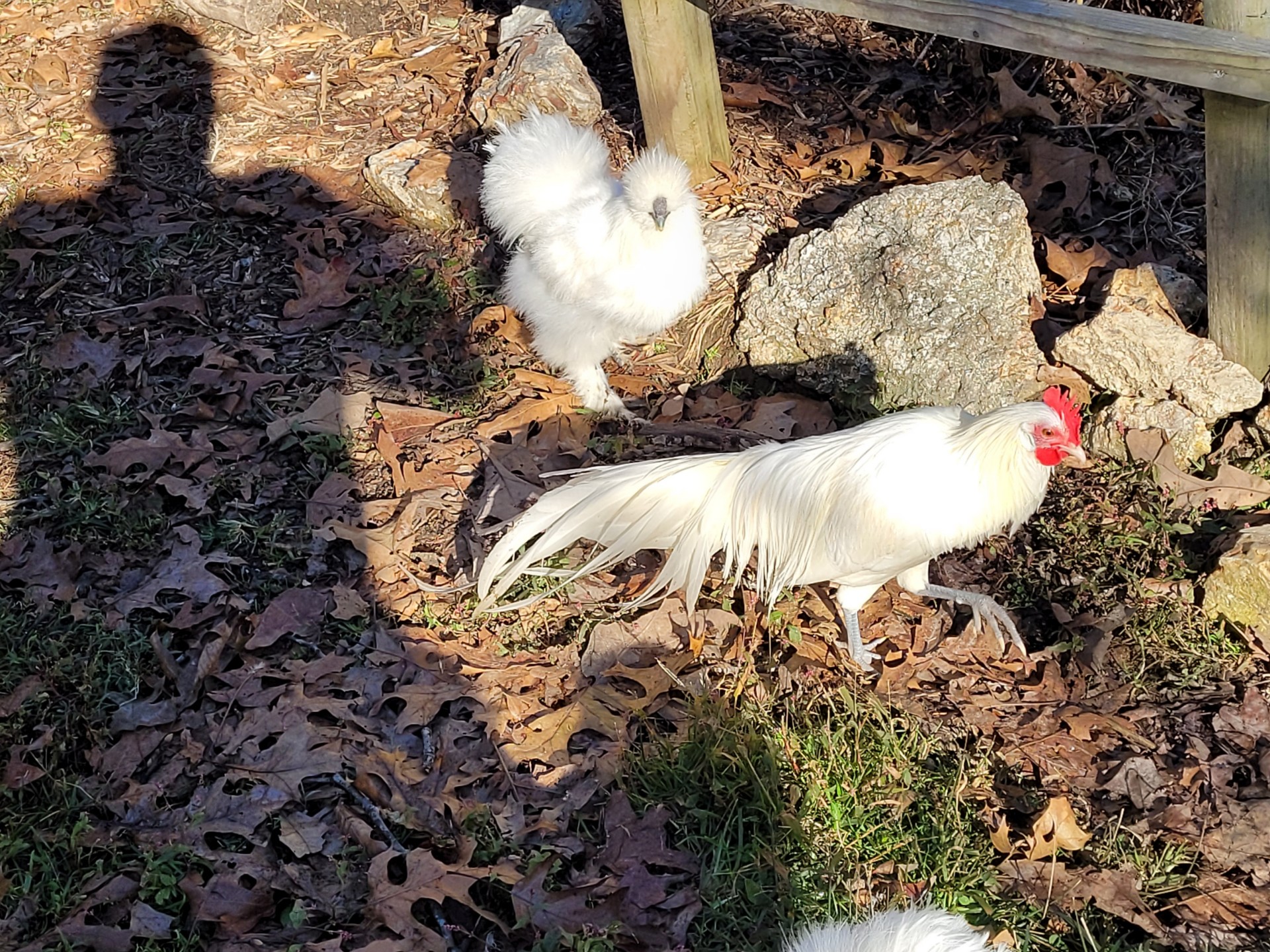 White Phoenix Bantam