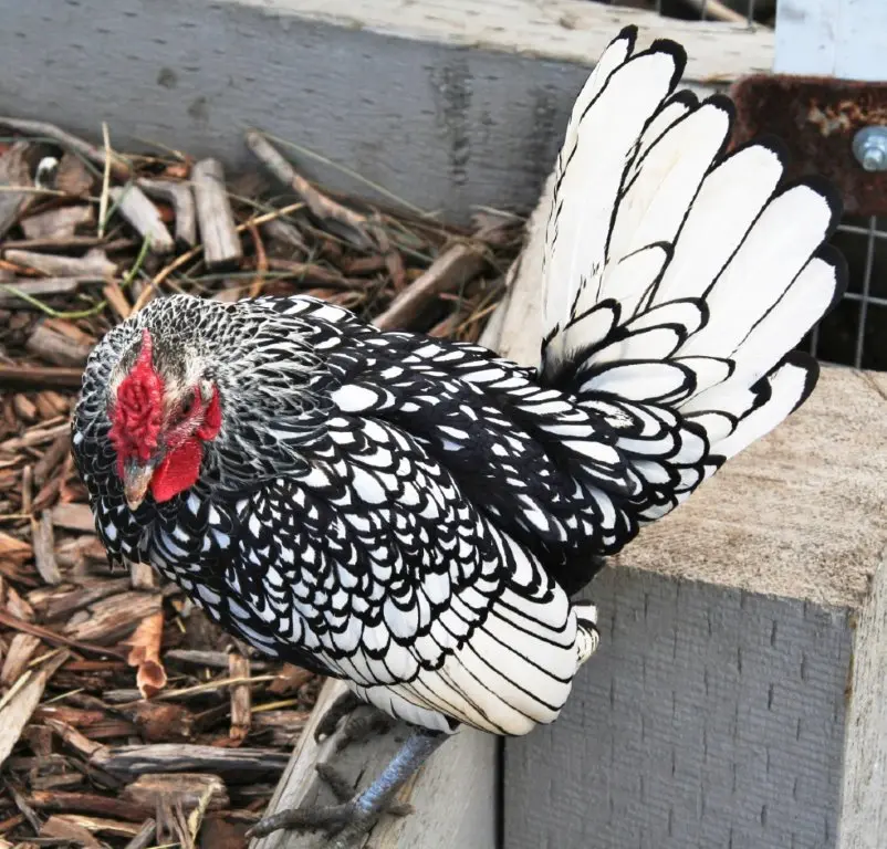 Silver Sebright Bantam