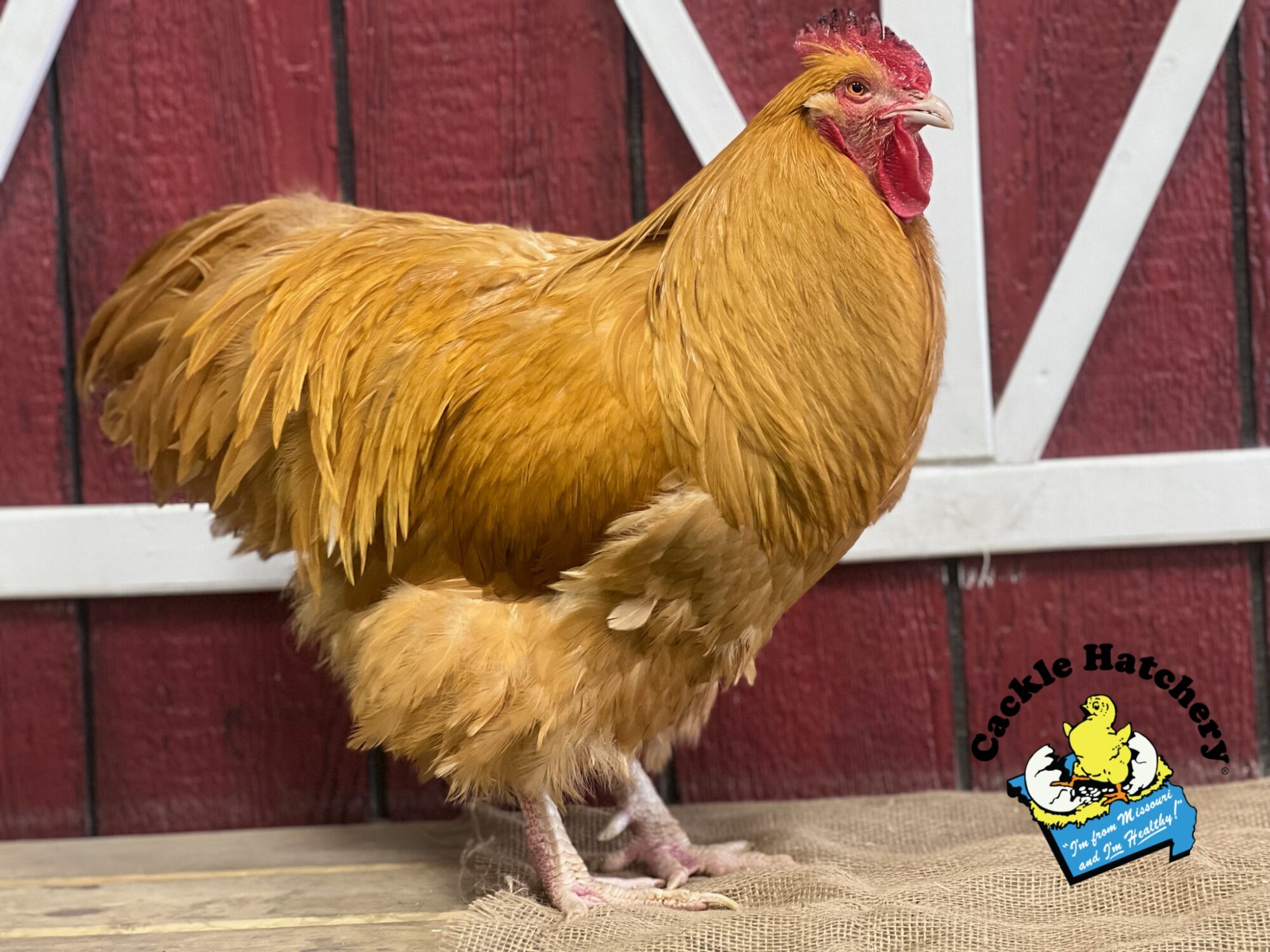 Buff Orpington Exhibition Type