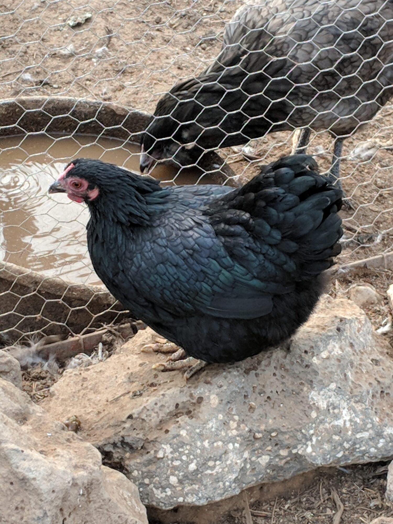 Black Wyandotte Bantam