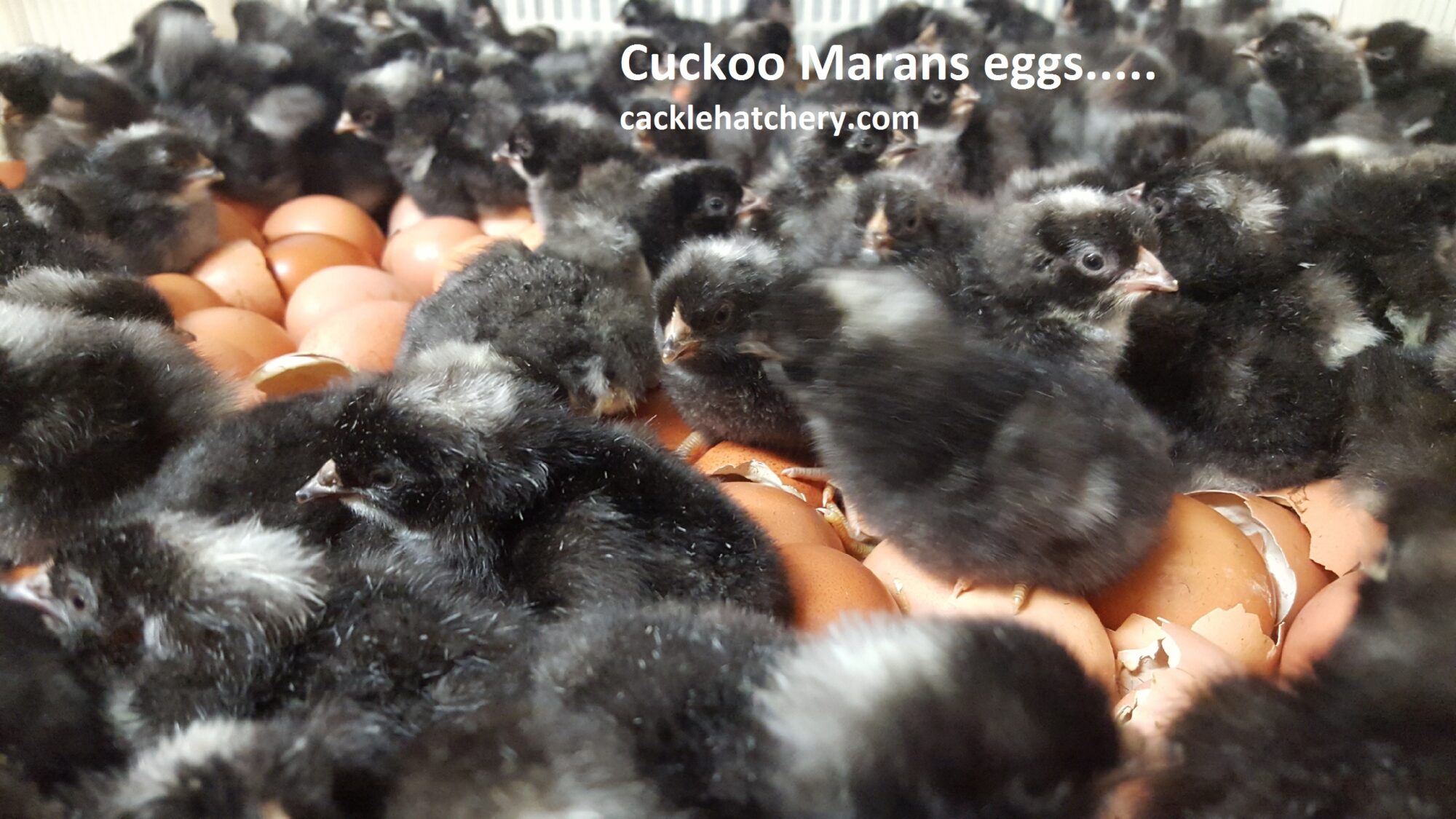 Cuckoo Marans Hatching Eggs