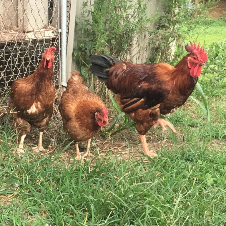 Cackle’s Red Broiler Chicken
