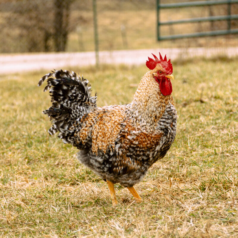 Bielefelder Chicken