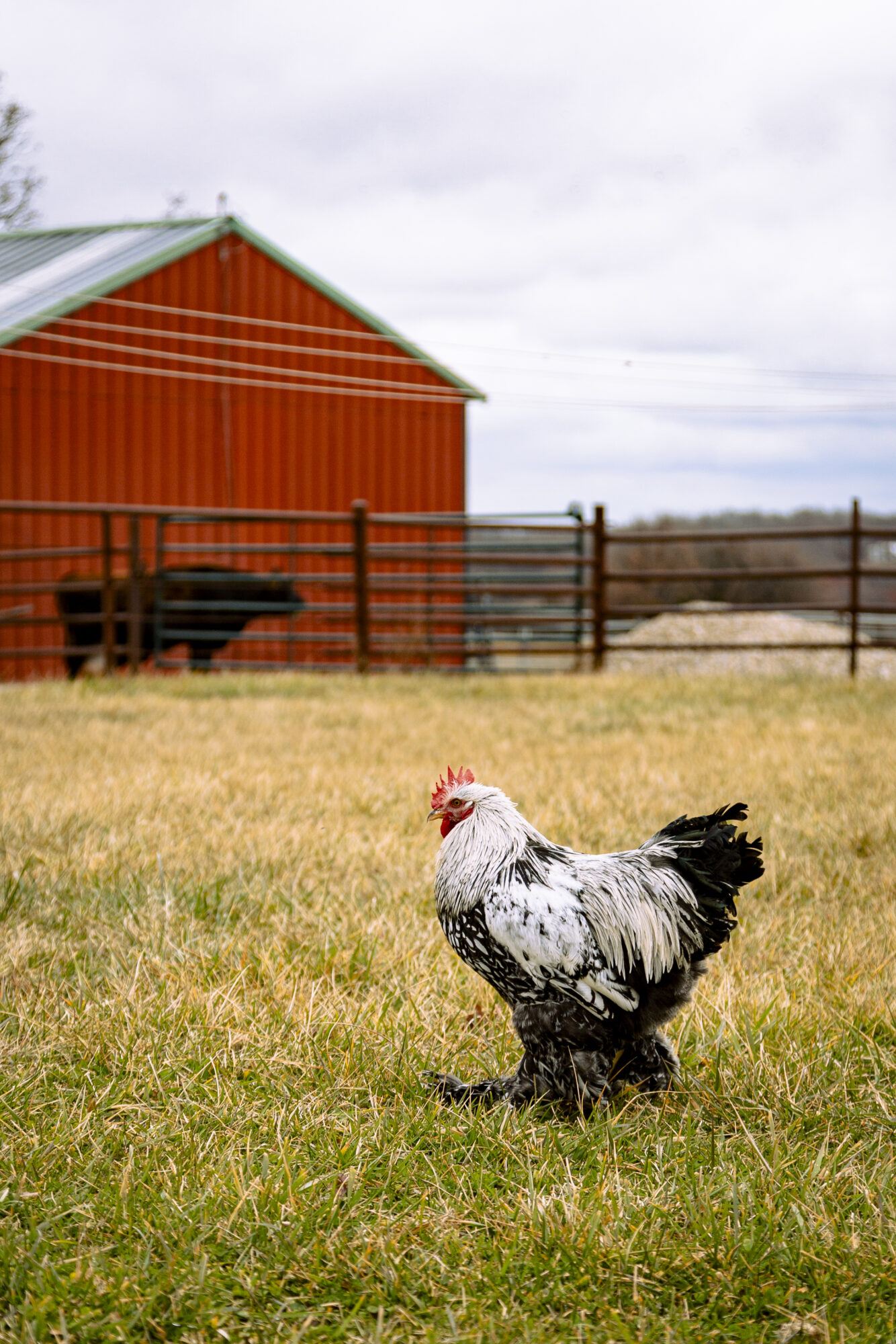 Silver Laced Cochin Standard Chicken