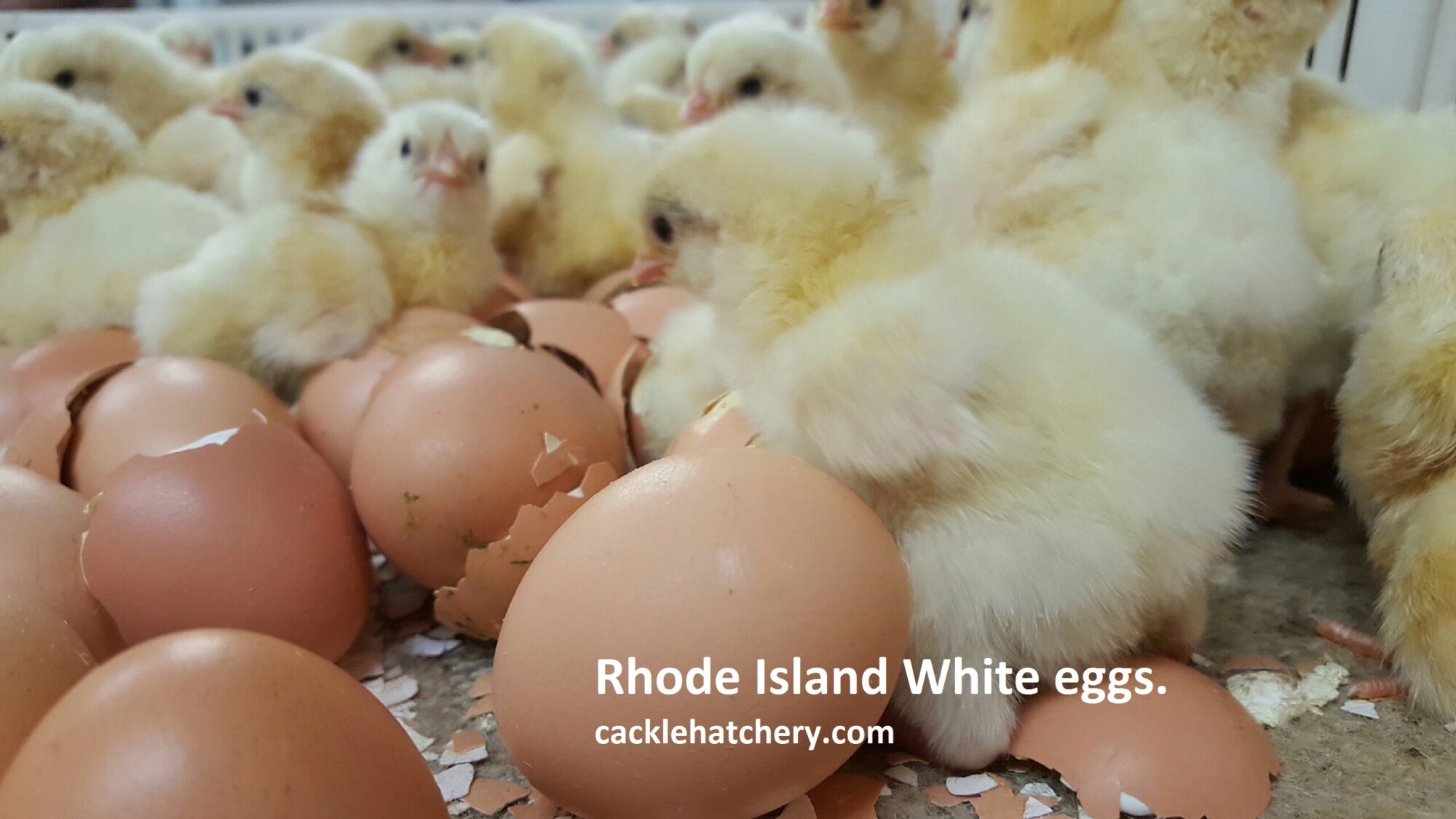 Rhode Island White Hatching Eggs