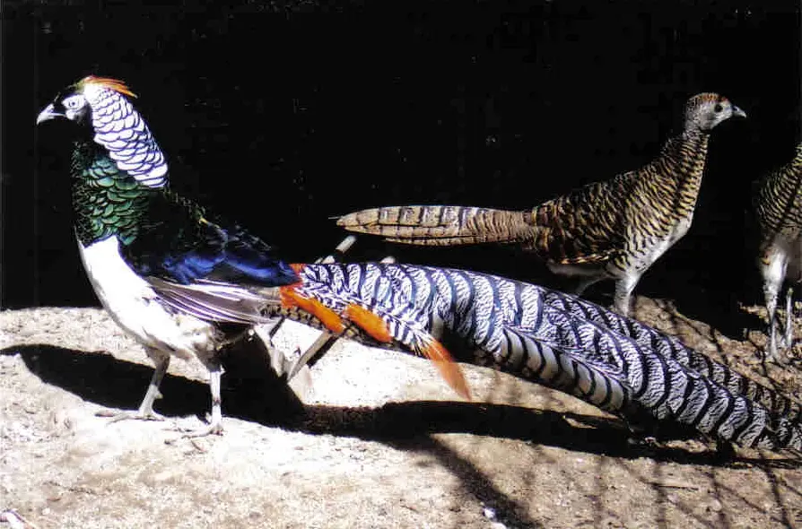 Lady Amherst Pheasants Pair