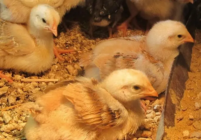 Cackle’s Red Broiler Chicken