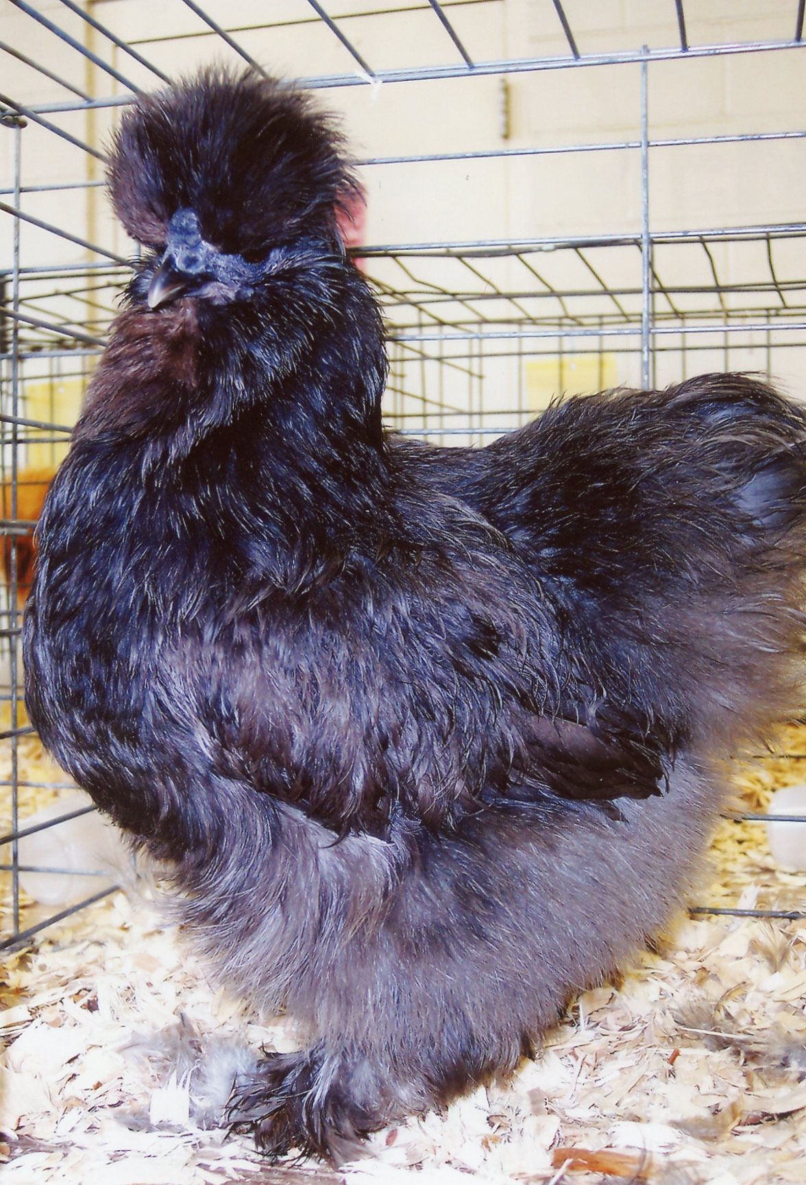 Blue Silkie Bantam