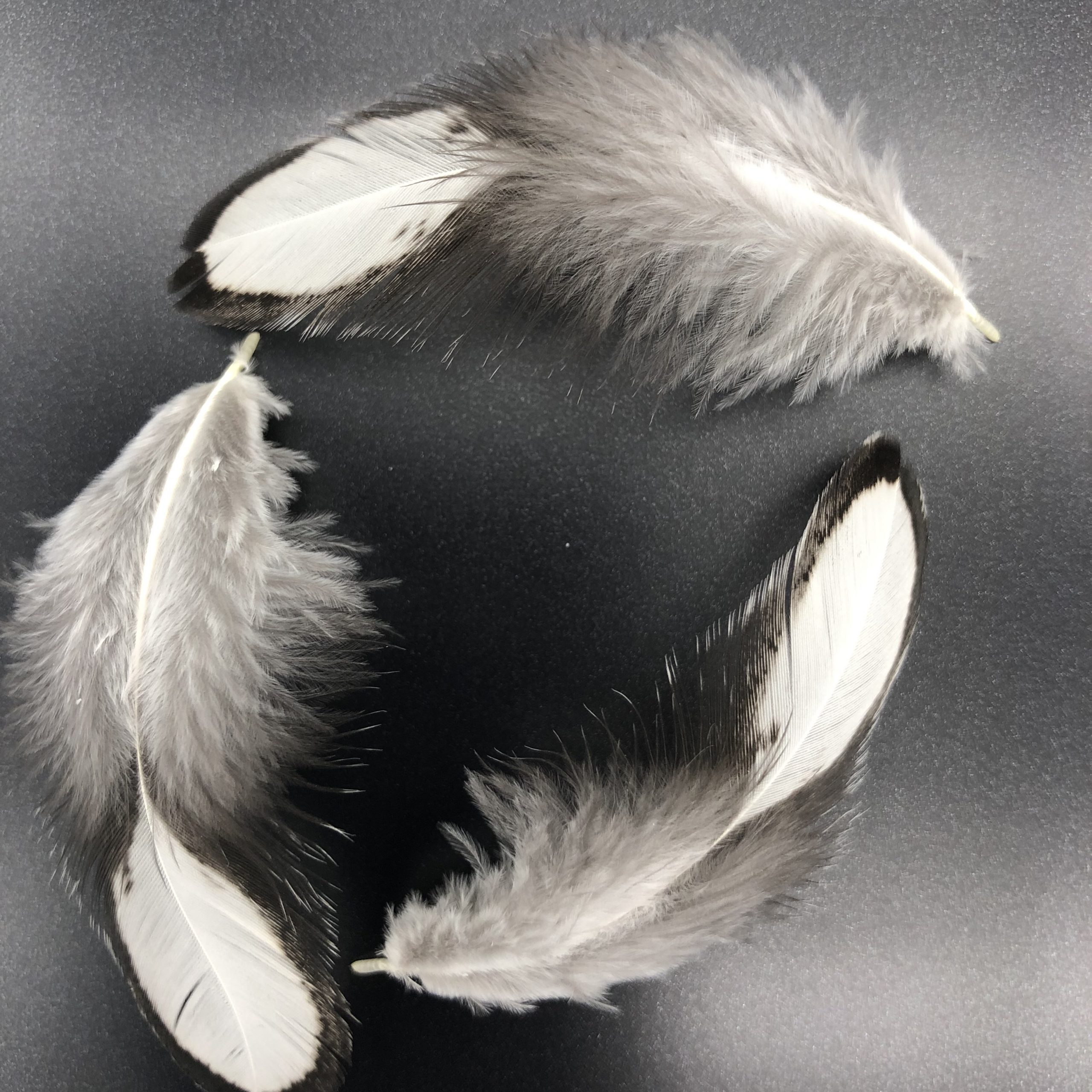 Silver Laced Cochin Standard Chicken
