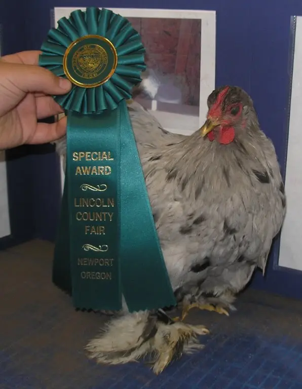 Blue Cochin Bantam
