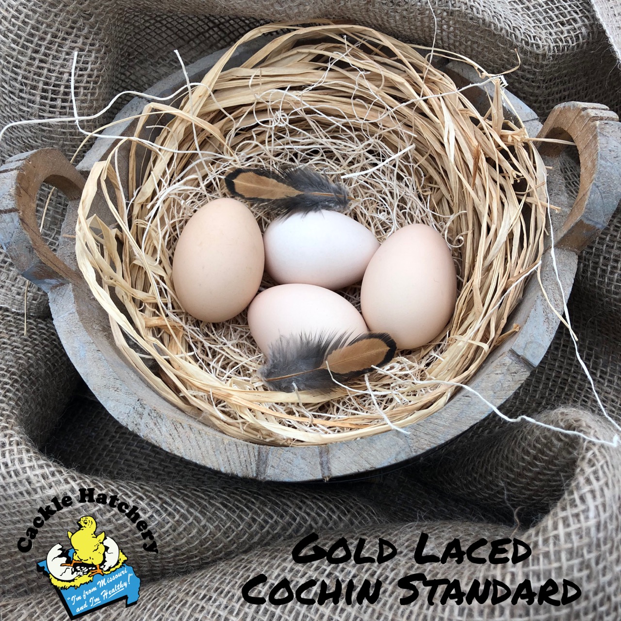 Golden Laced Cochin Standard Chicken