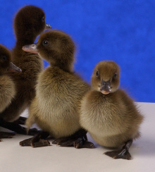 Khaki Campbell Duck