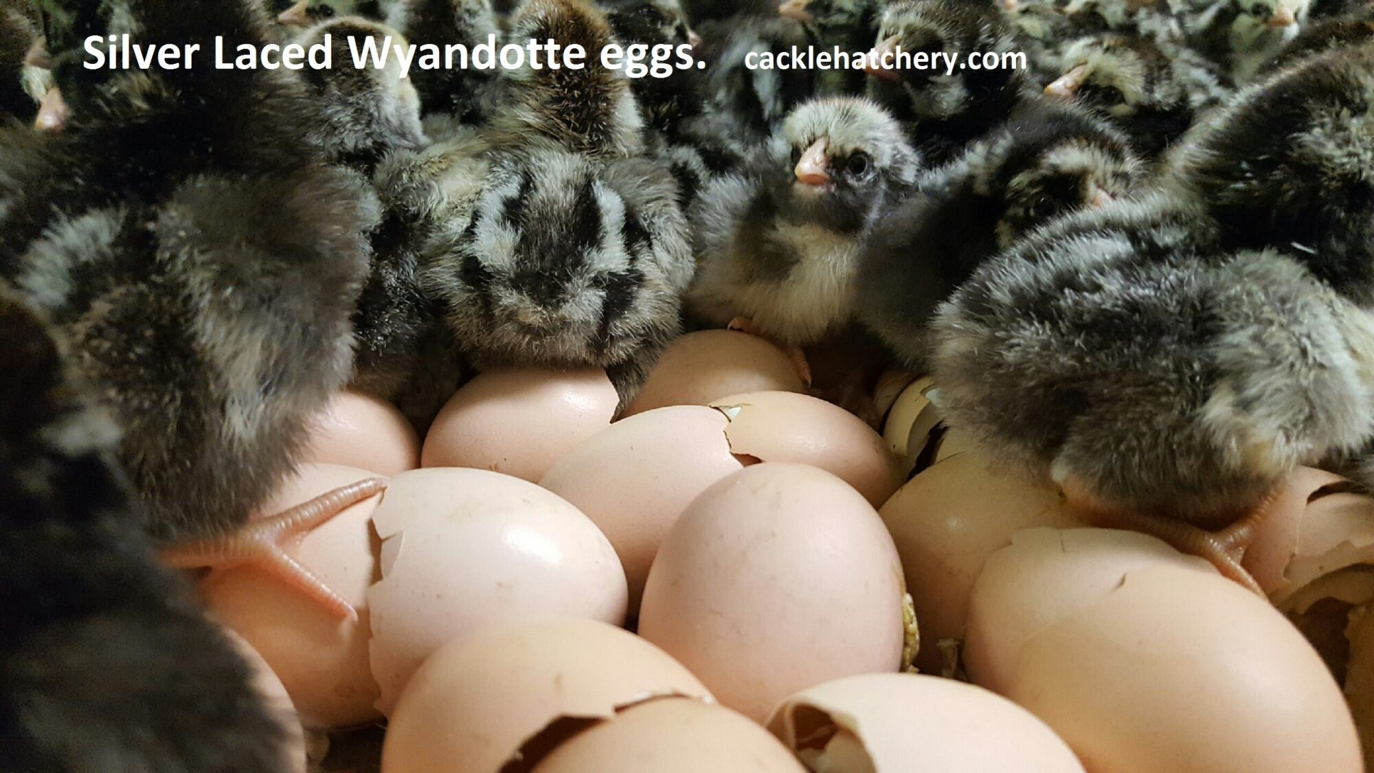 Black Laced Silver Wyandottes Hatching Eggs