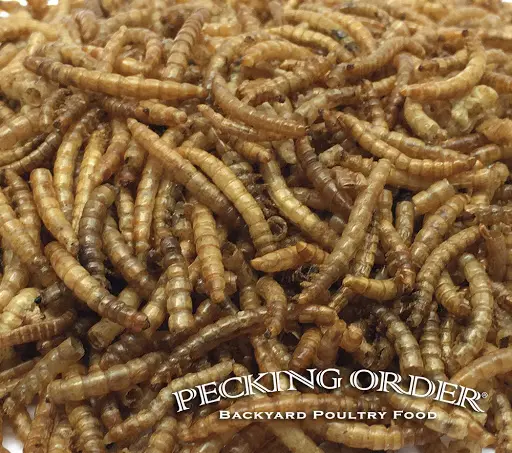 Pecking Order® Dried Mealworms – 12 Pack