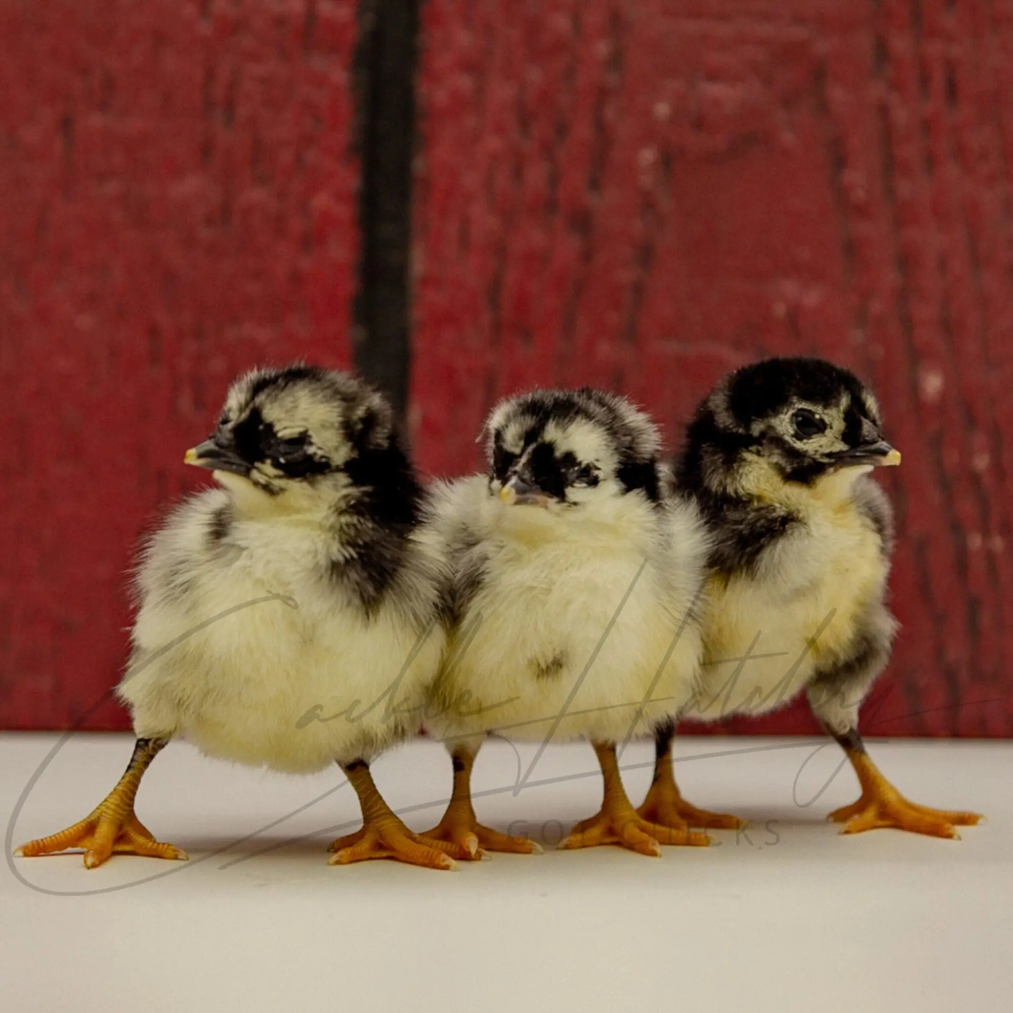 Black Sumatra Chicken