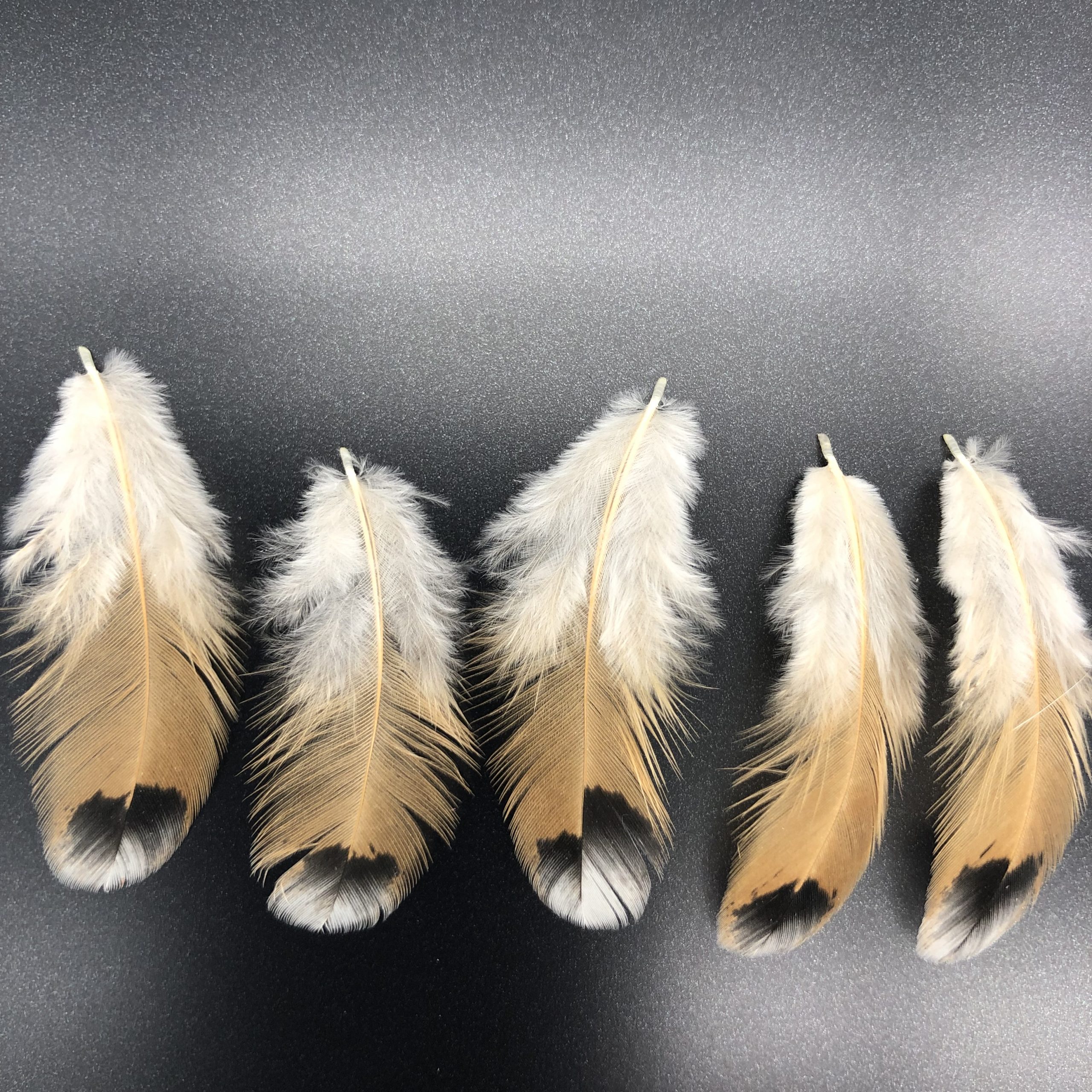 Mille Fleur d’Uccle Bantam