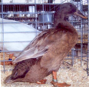 Khaki Campbell Duck