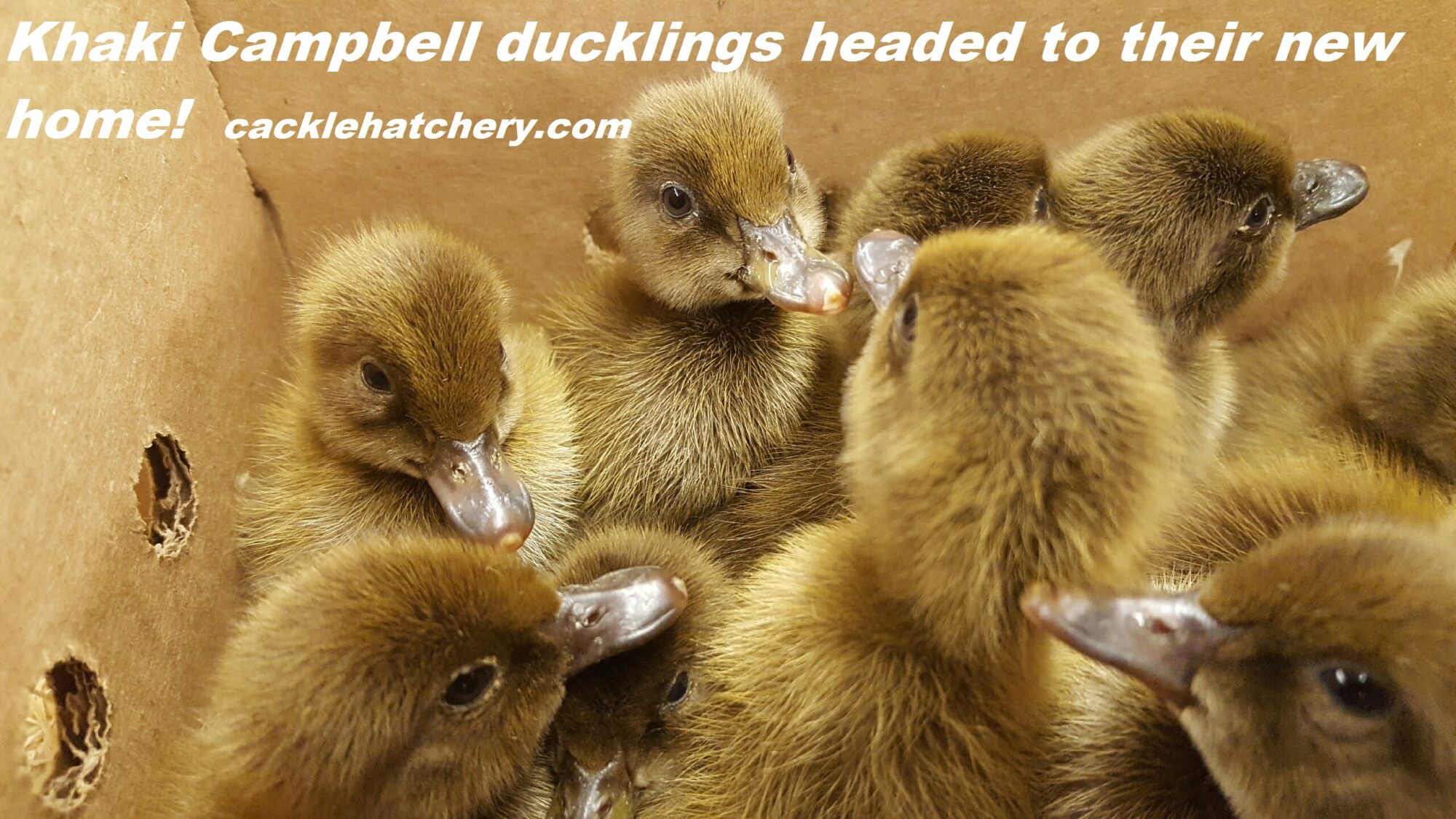 Khaki Campbell Duck