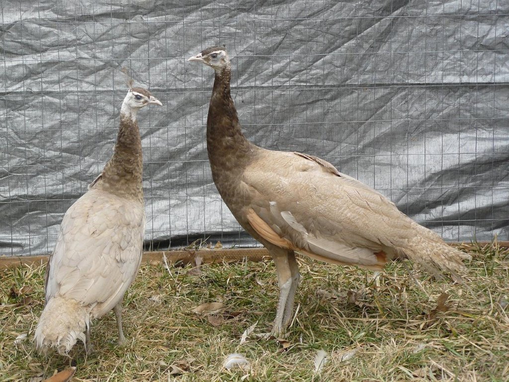 Peafowl