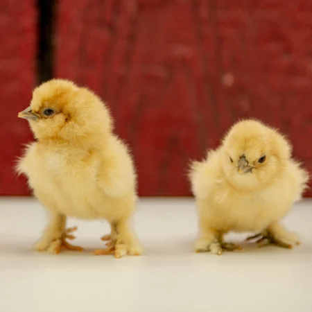 Baby Chicks