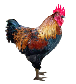 Adult Fowl