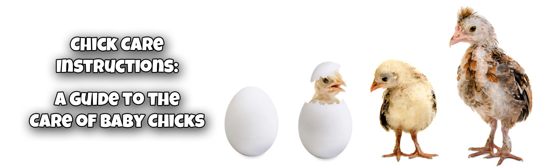 Chick Care Instructions Banner