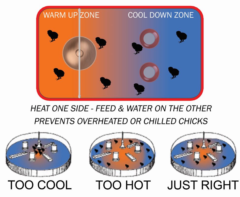 Chick Behavior Combo Diagram